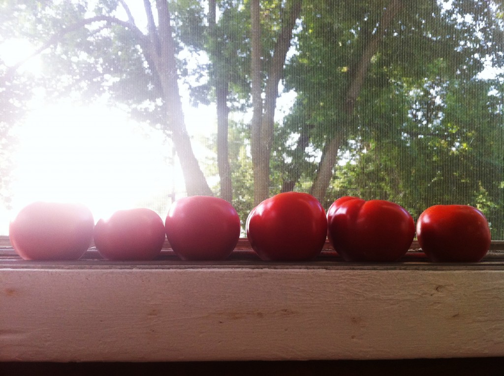 Tomatoes ripening on the window sill