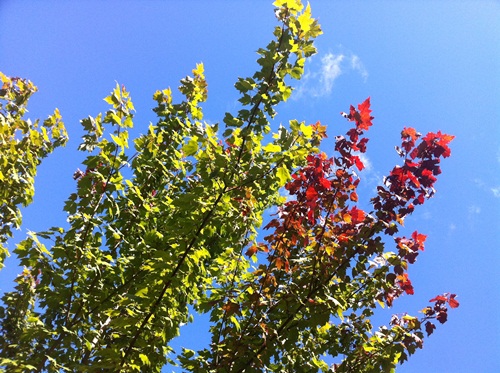 an Autumn Red Spire Maple, just starting to turn