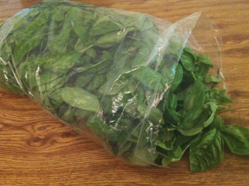 basil2
